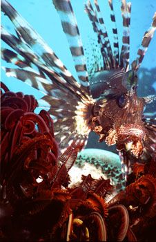 Lion Fish - Great Barrier Reef by Kristin Herold 